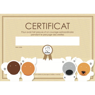 STUDEX dapperheidscertificaten (25  stuks) - FR